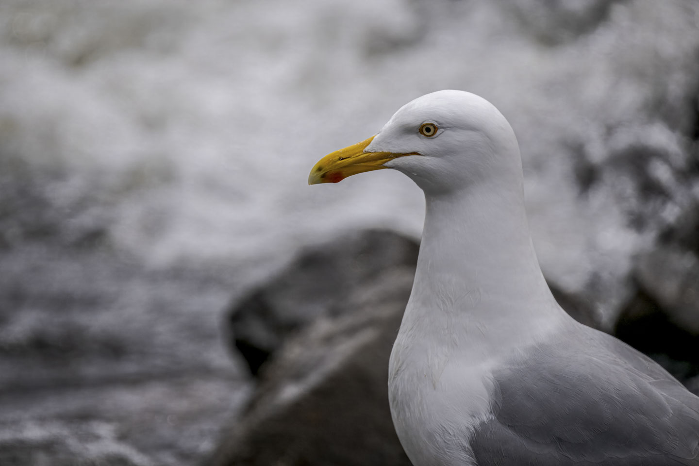 A portrait photograph of a herring gull.