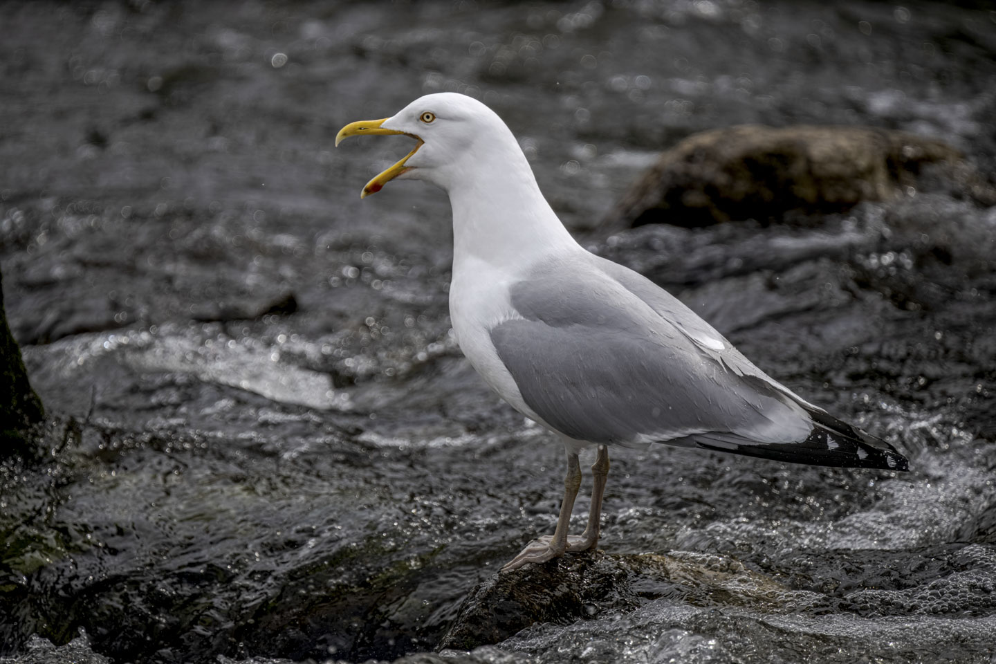 A herring gull stands on a rock in the water.
