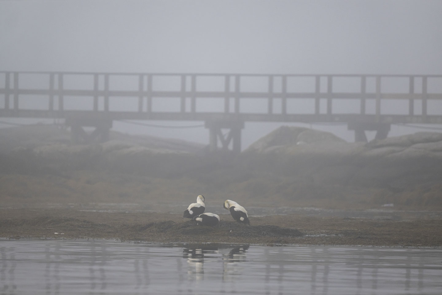 Three Common Eider sit on a rock at low tide in heavy fog.