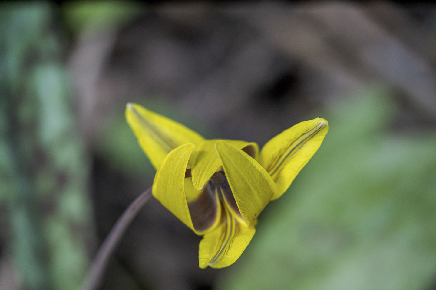 A small yellow flower has folded petals.