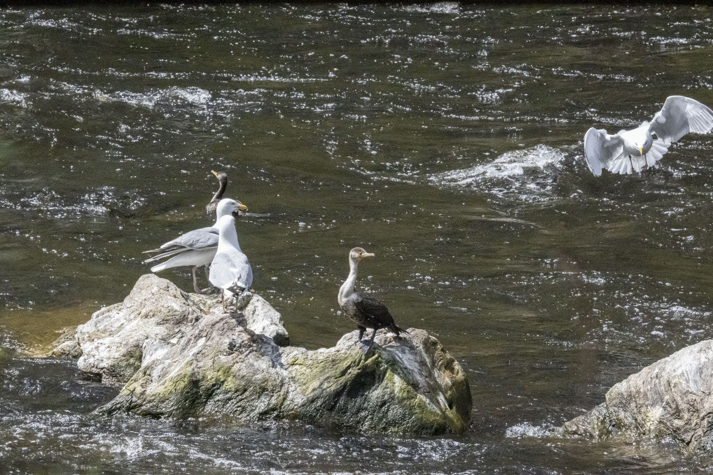 Gulls and cormorants are on a rock, in the water, or in the air.