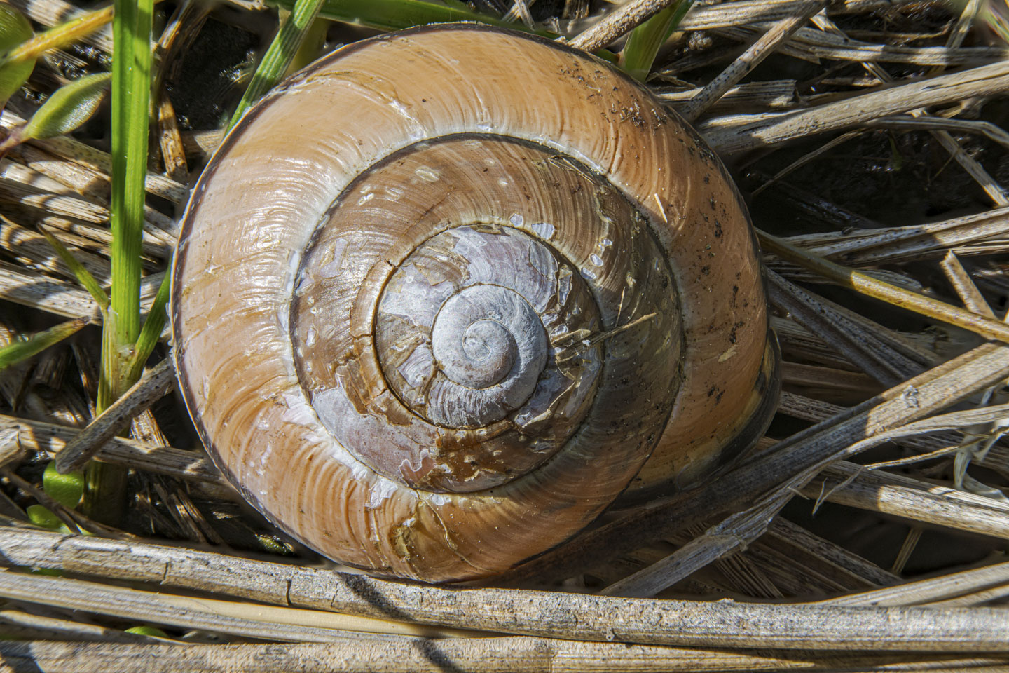 A snail shell viewed in detail