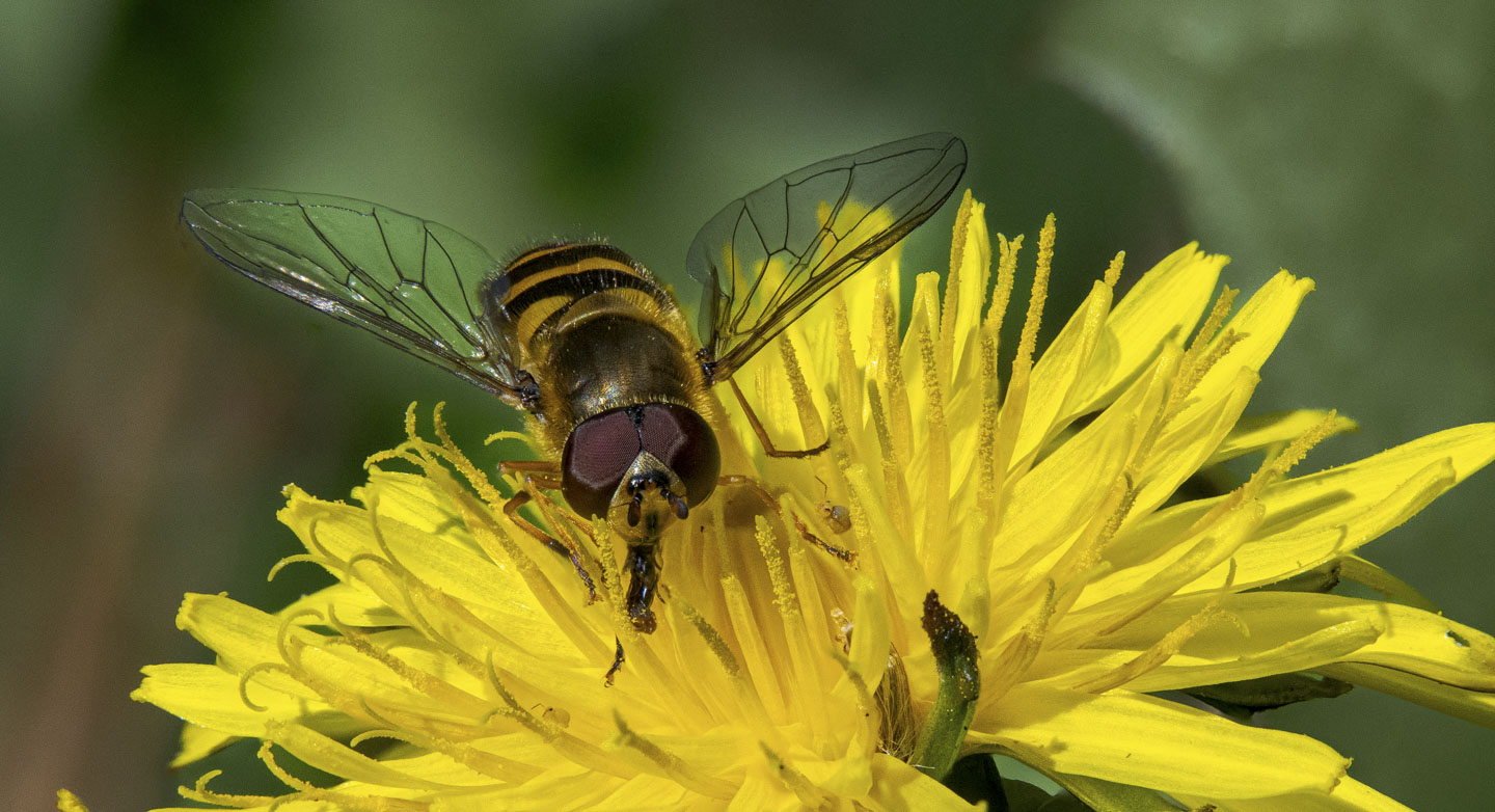 Closer view of the hoverfly