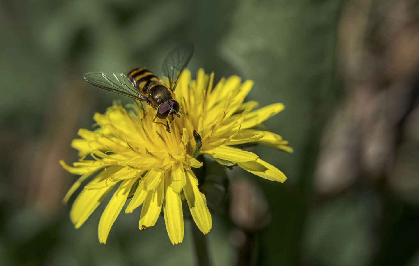 Hoverfly, which looks a bit like a bee, on a dandelion