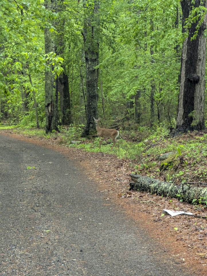 Deer standing at the edge of a paved path in leafy green woods
