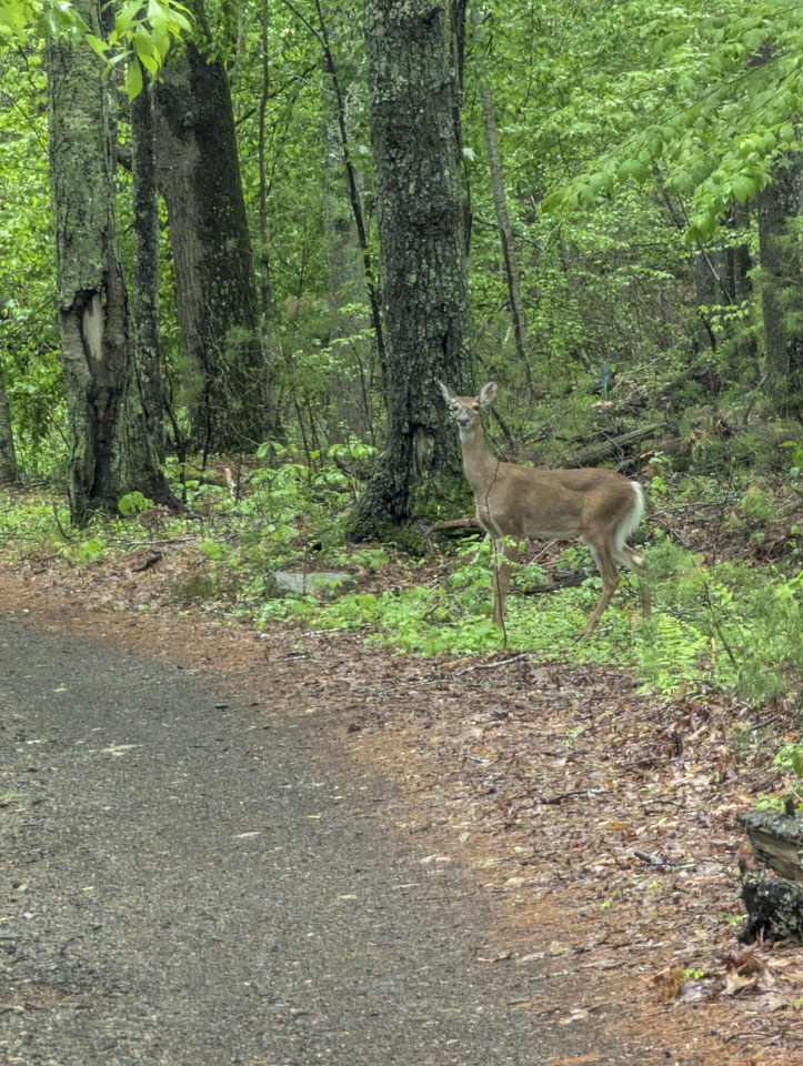 Deer standing beside the path and looking toward the camera in a wet green woodland