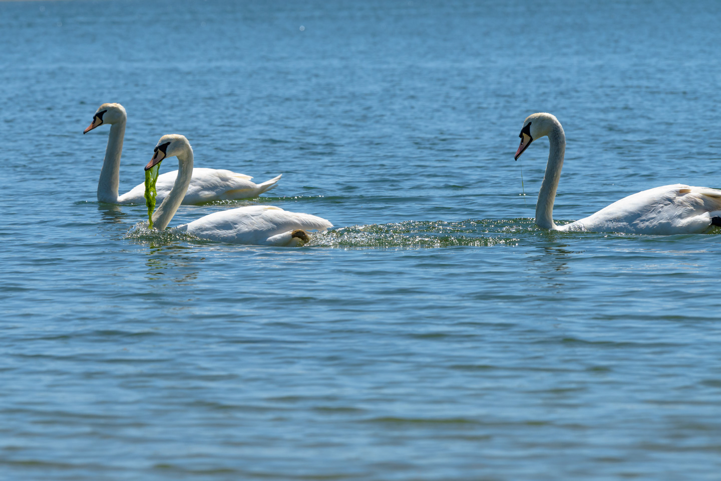 Three Mute Swans swimming with sea algae