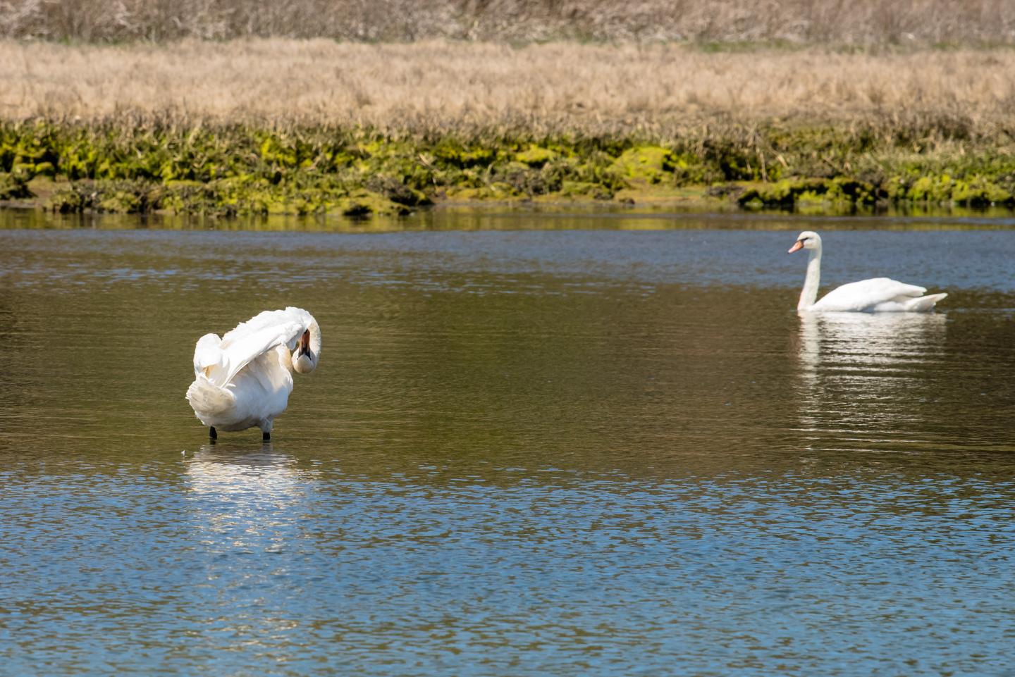 One Mute Swan grooming and another swimming by