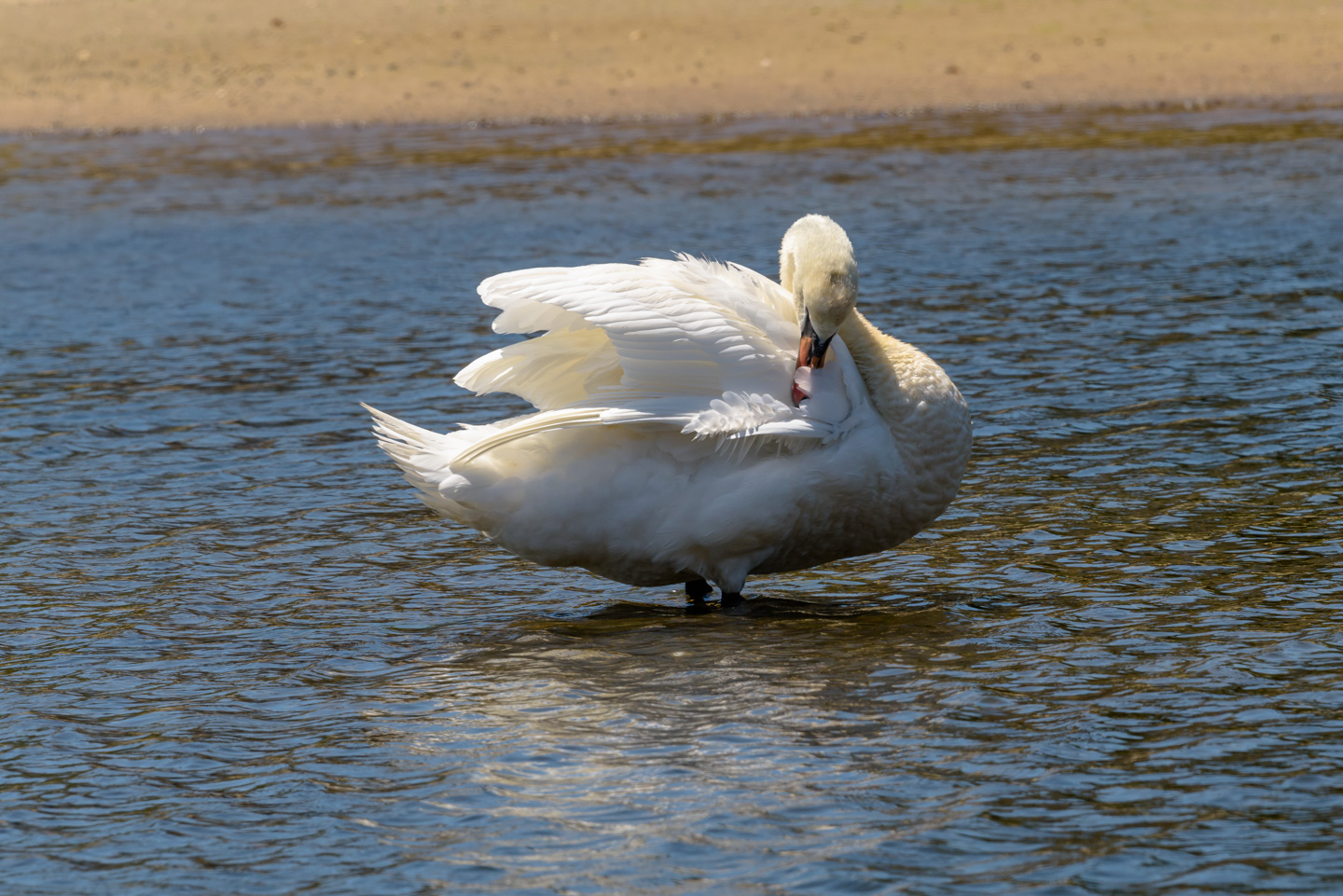 Mute Swan grooming, feather over beak