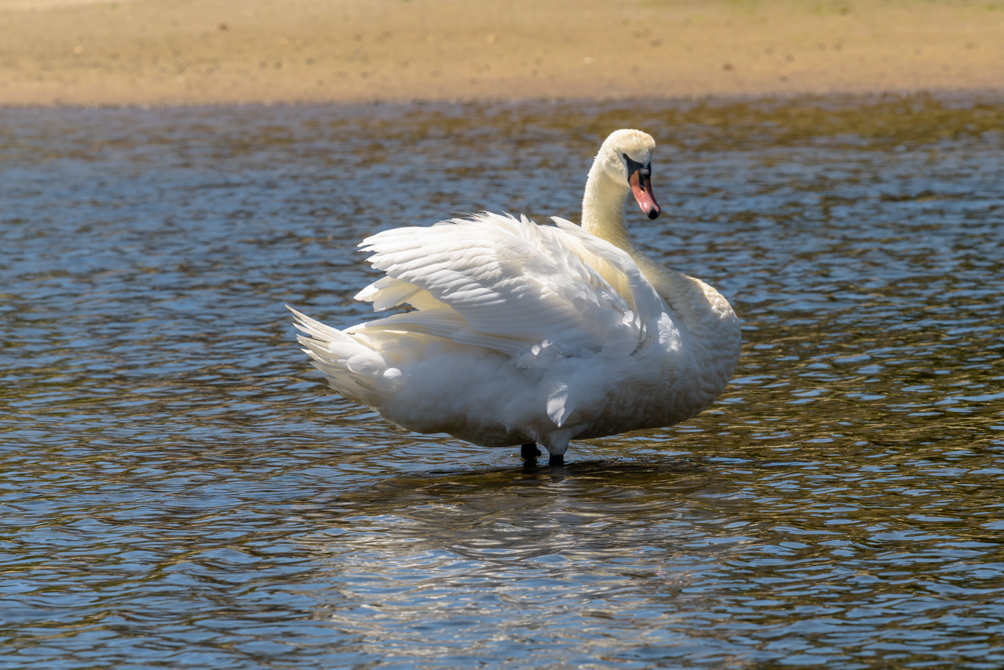Mute Swan looking towards picture taker