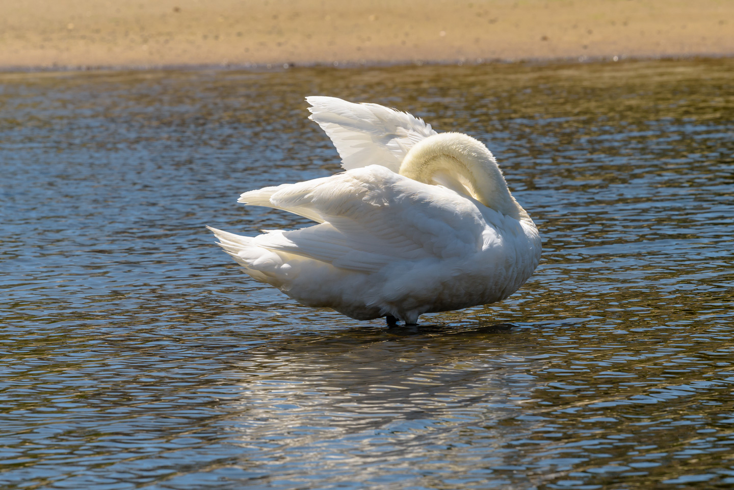 Mute Swan grooming, head hidden by wings