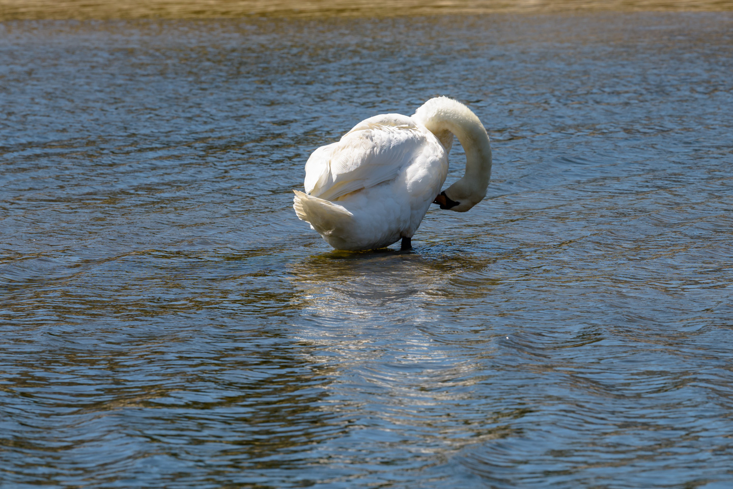 Mute Swan grooming its chest
