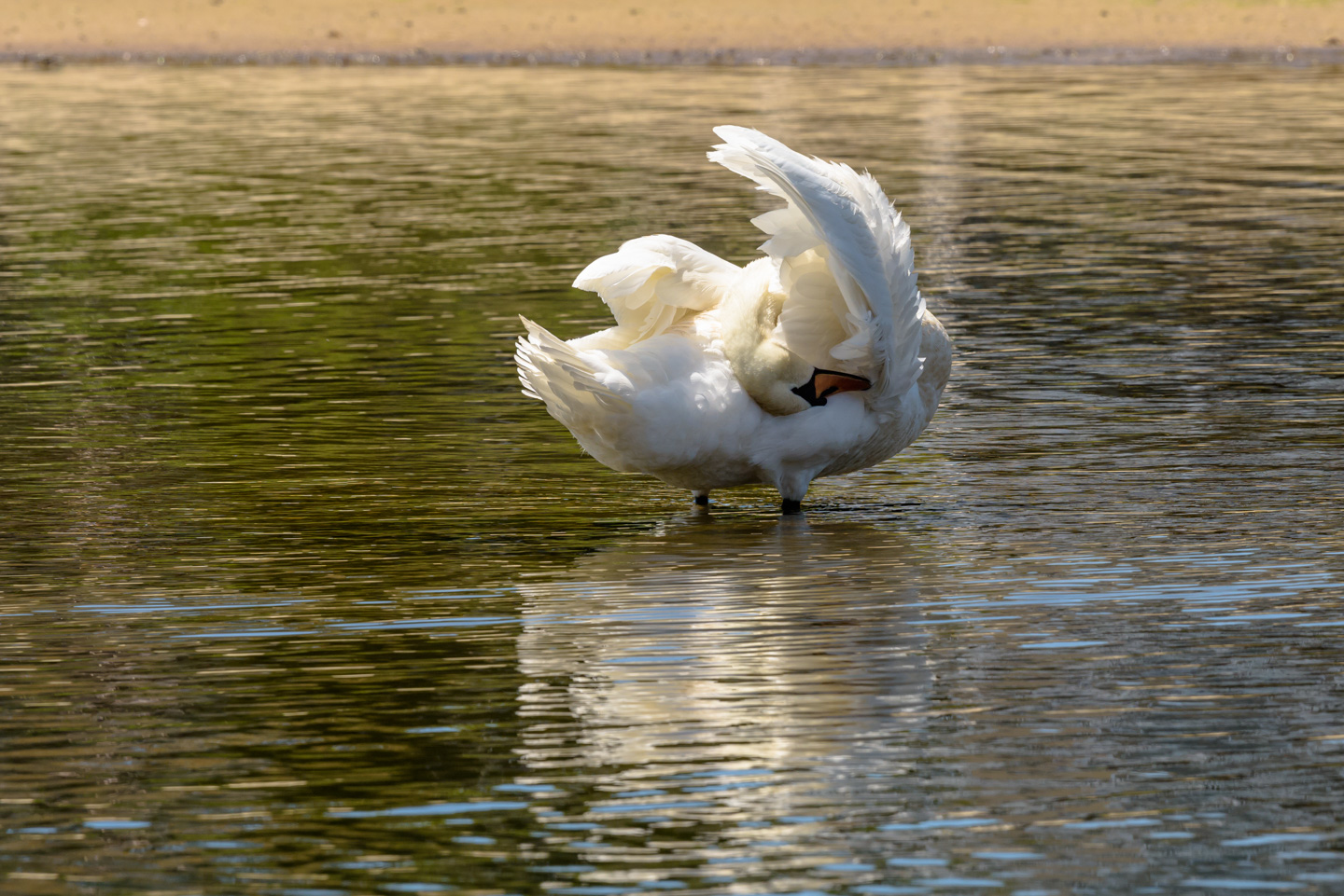 Mute Swan grooming, head behind wing and upside down