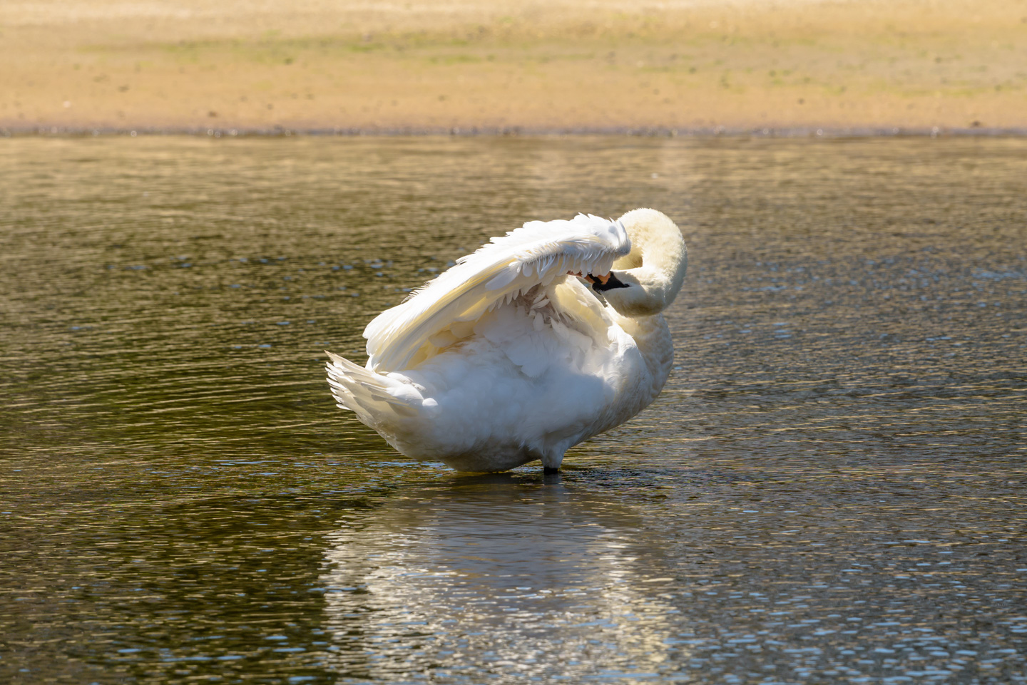 Mute Swan grooming under its wing