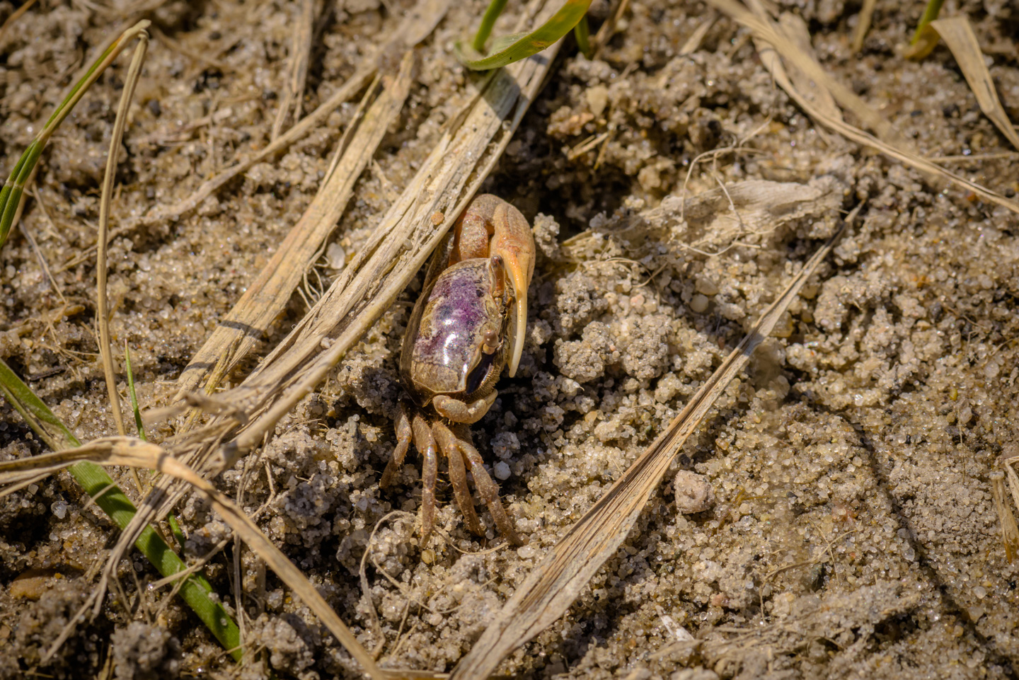 a colorful Sand Fiddler Crab