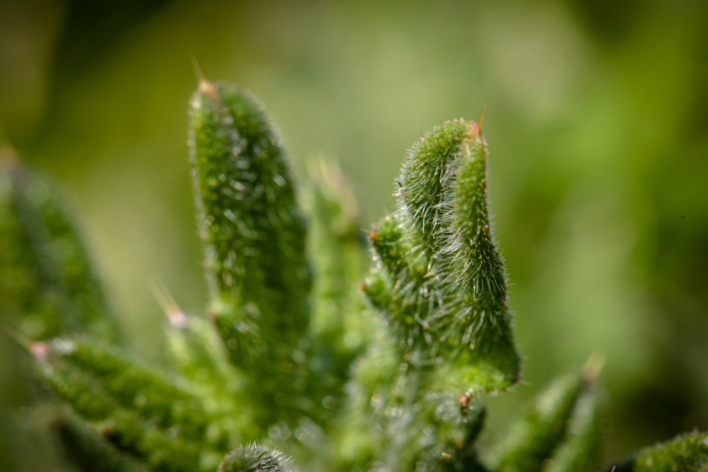 Close-up of a bristly plant.