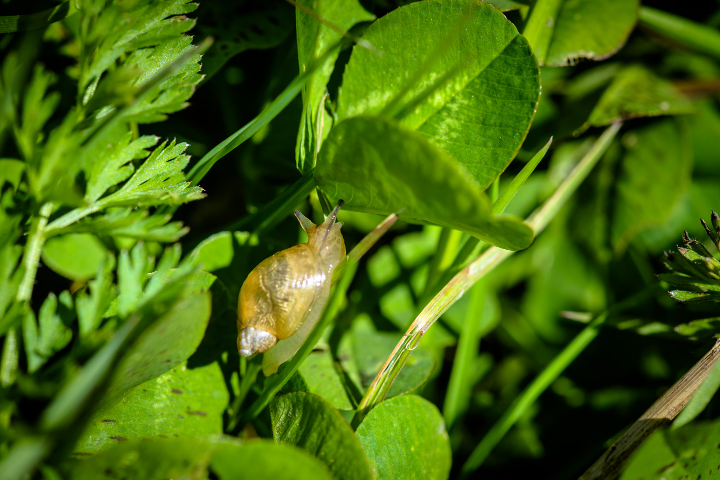 A slug on grass.