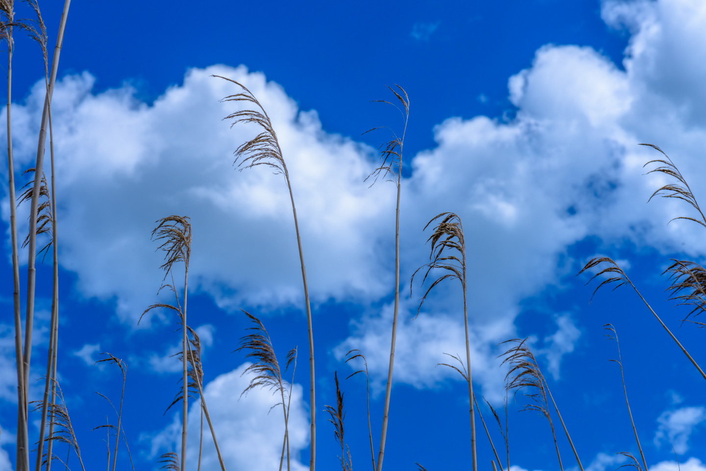 Marsh grasses with clouds
