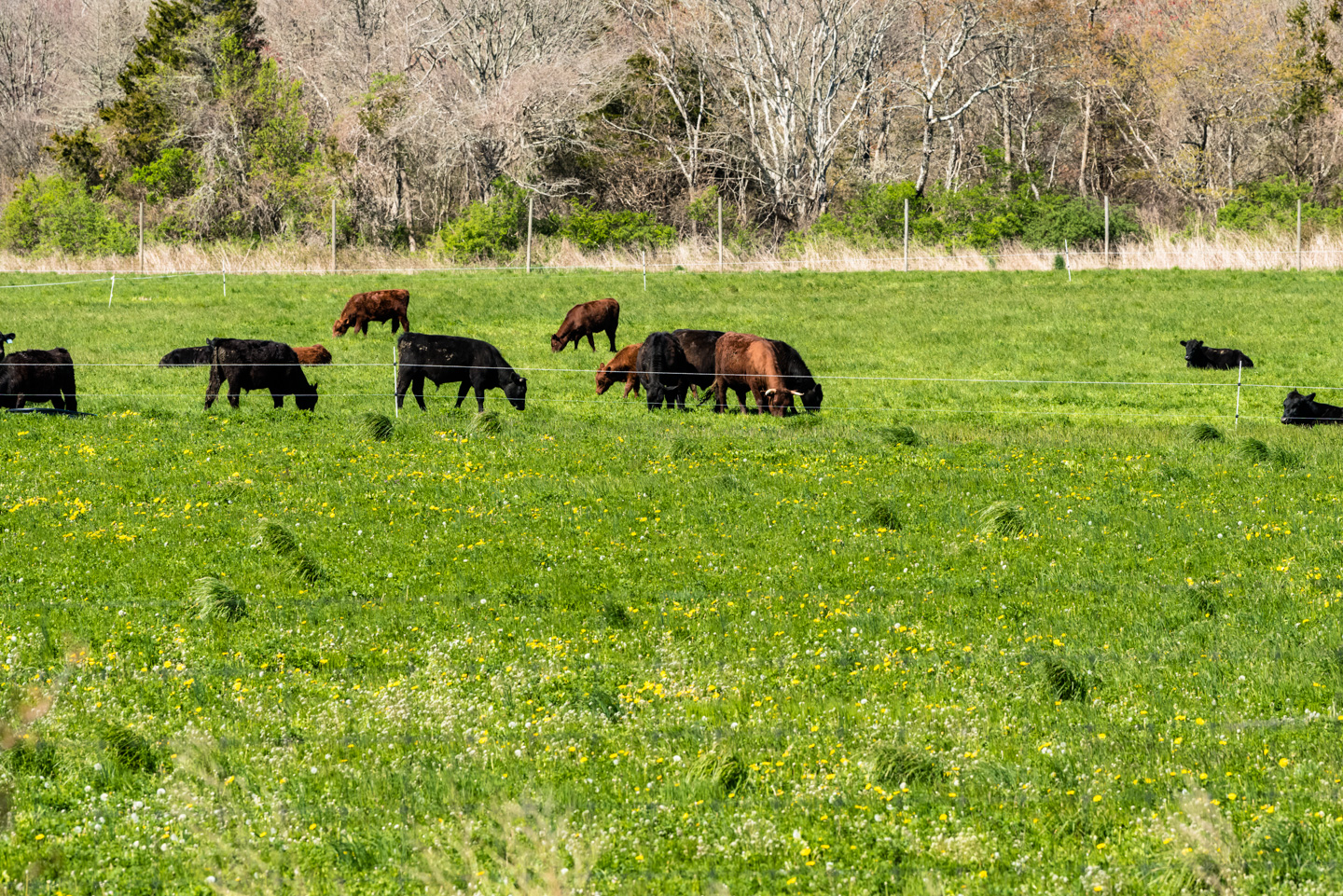 Cattle eating grass in a field
