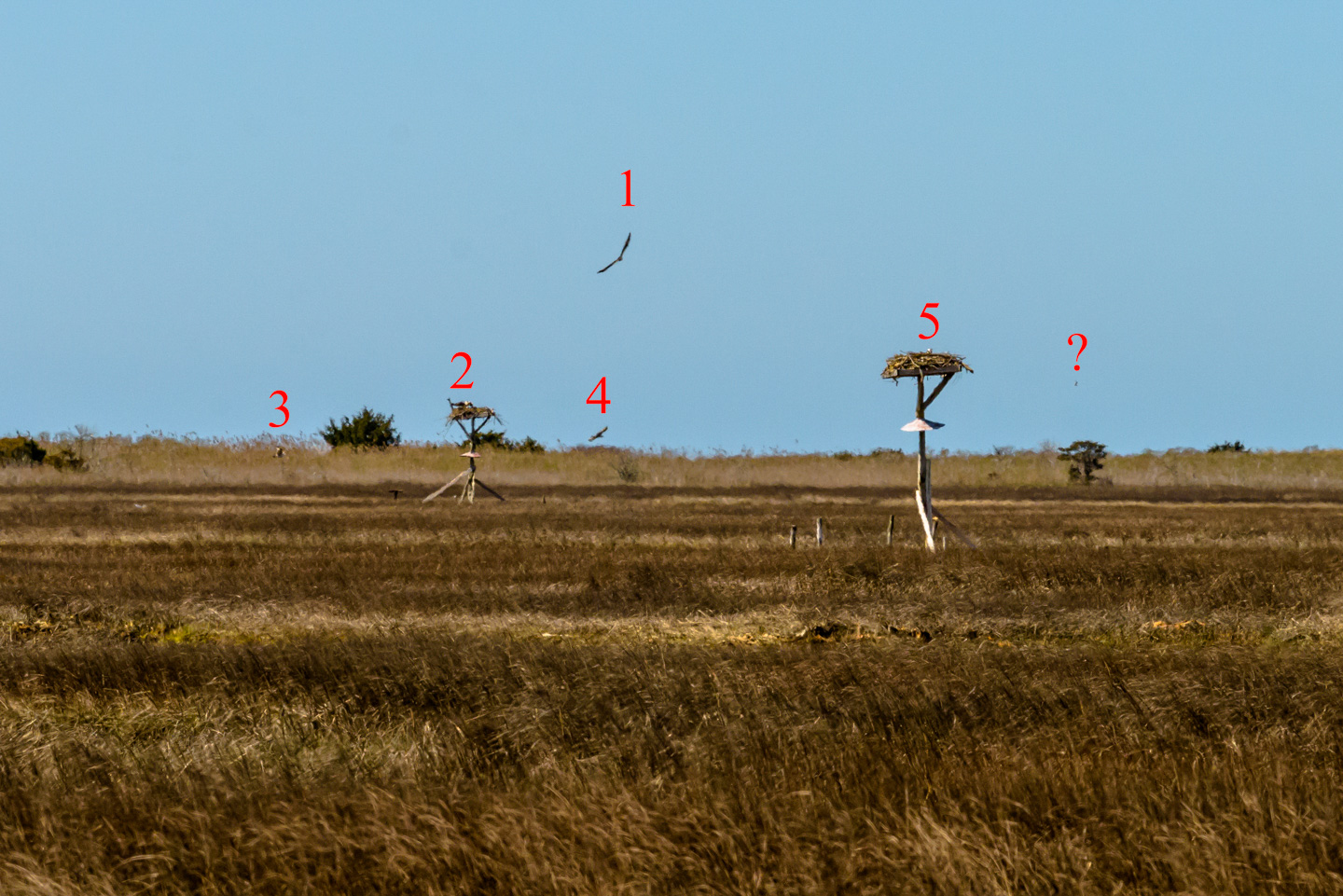 Five Osprey in a picture with numbers identifying where they are.