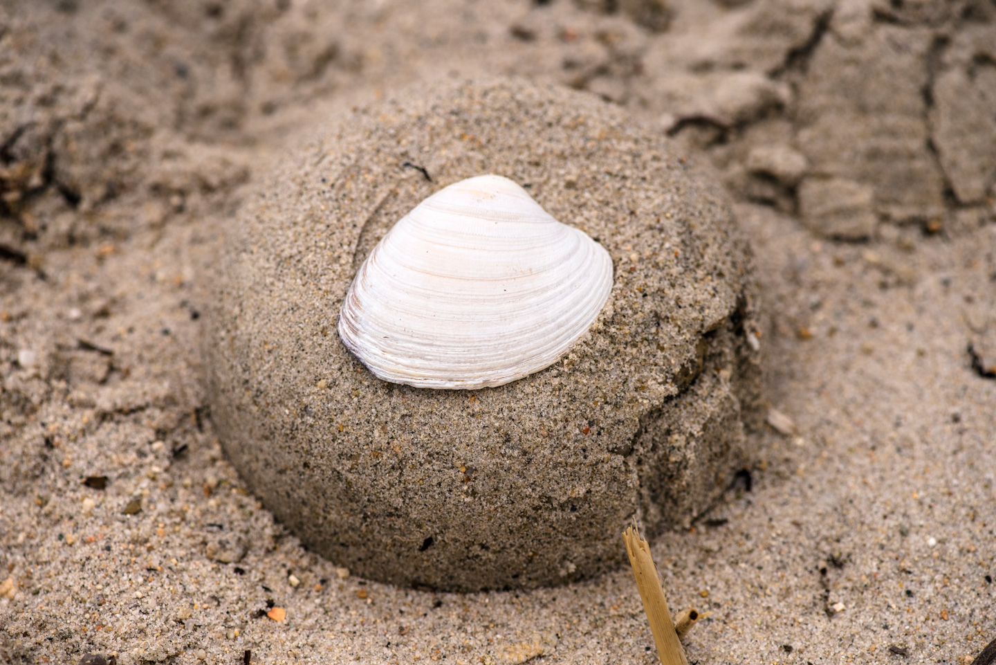 Shell stuck on top of a mound of sand