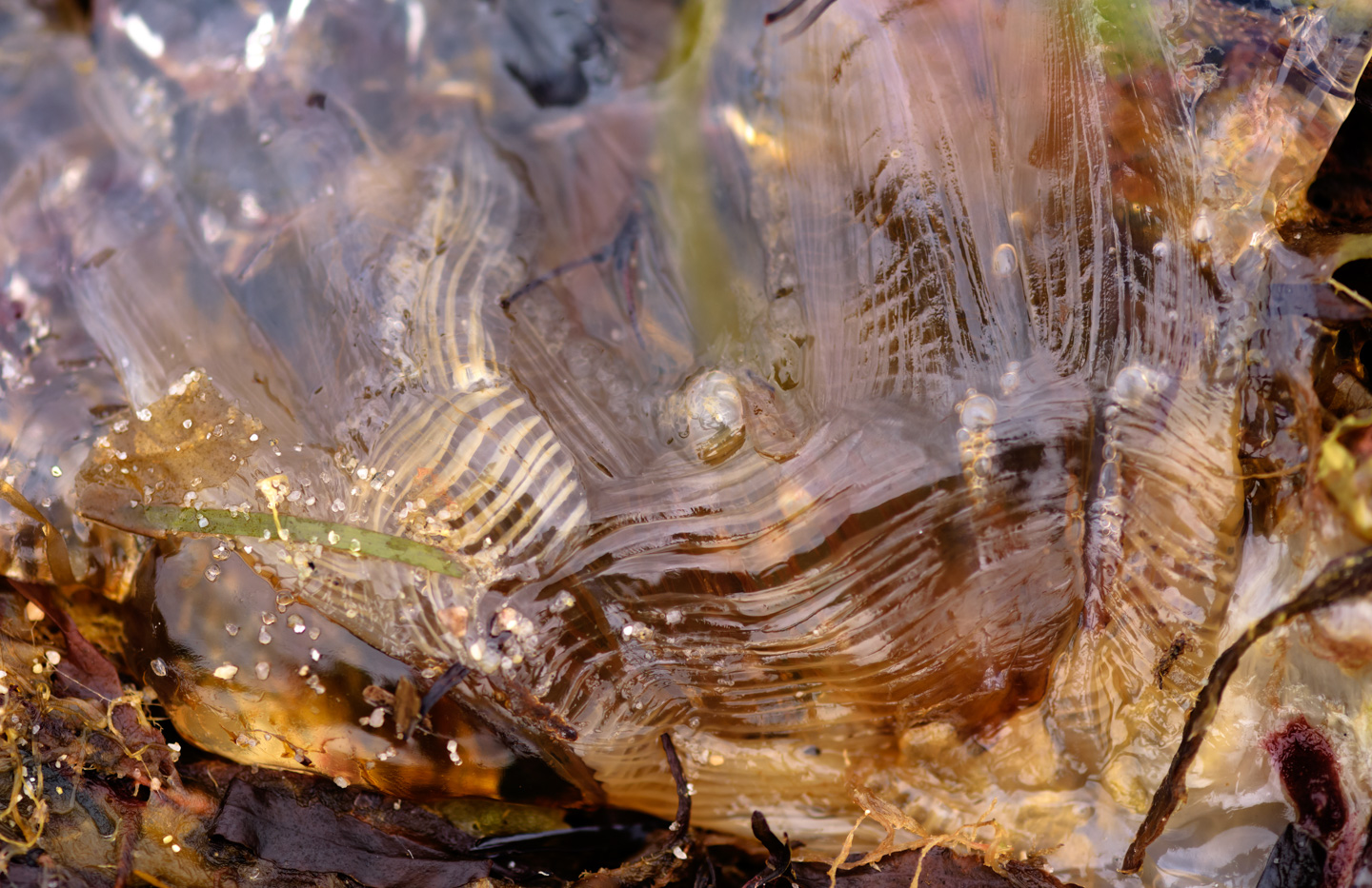 Close-up of a beached jellyfish