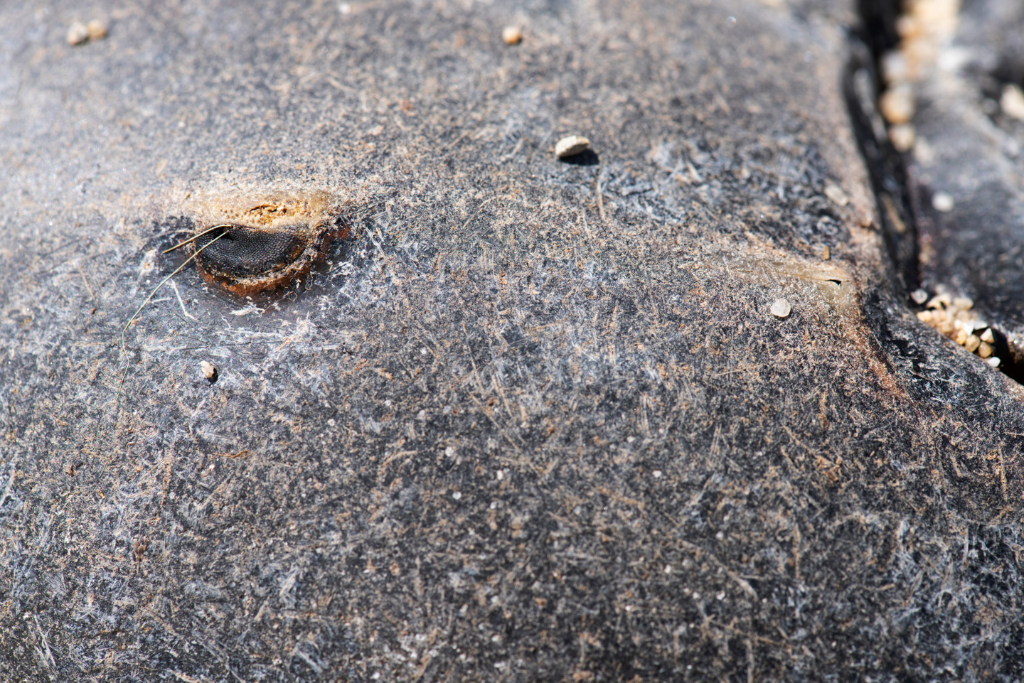 Close-up of Horseshoe Crab
