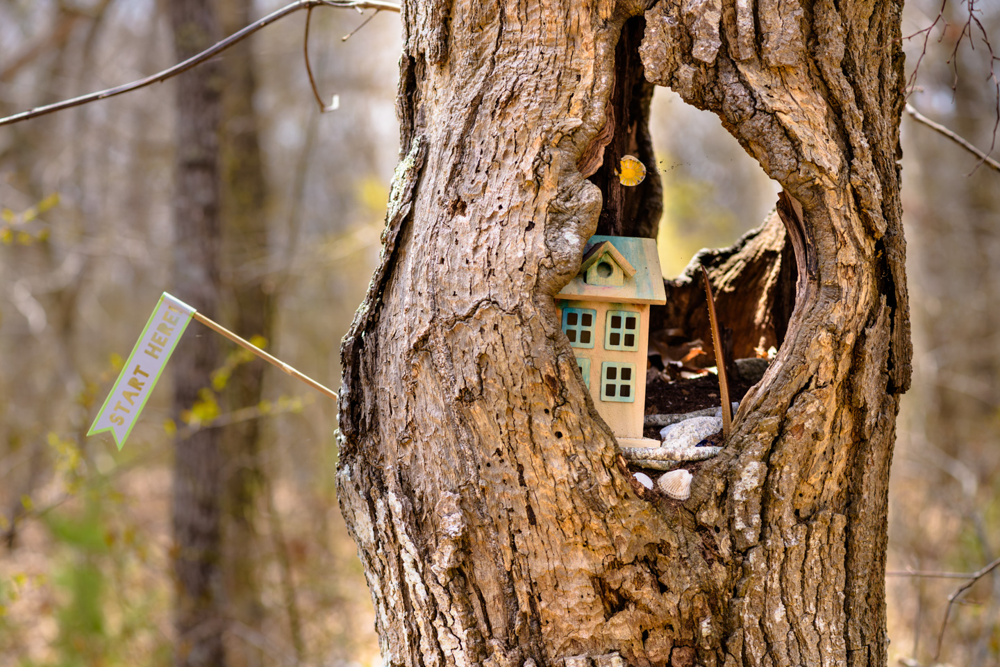 Fairy House in a hollow of a tree