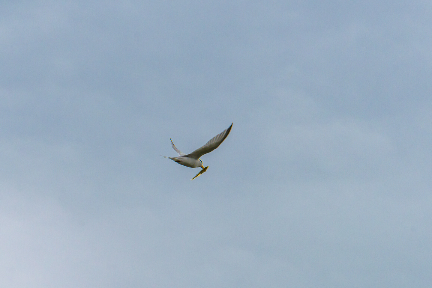 A gull flying with a small fish in its beak