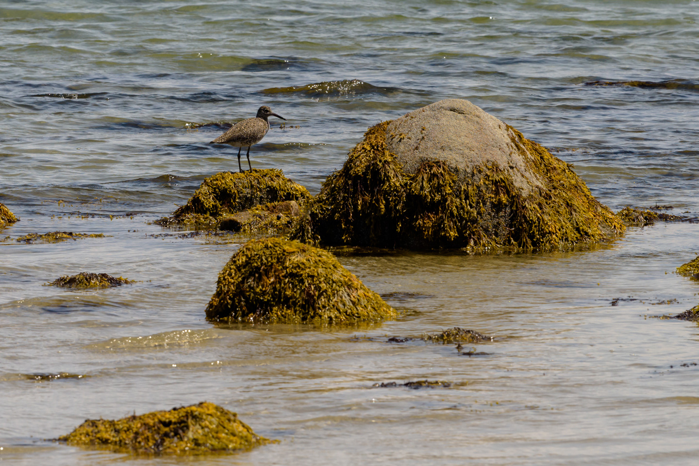 A Willet standing on a rock in the water