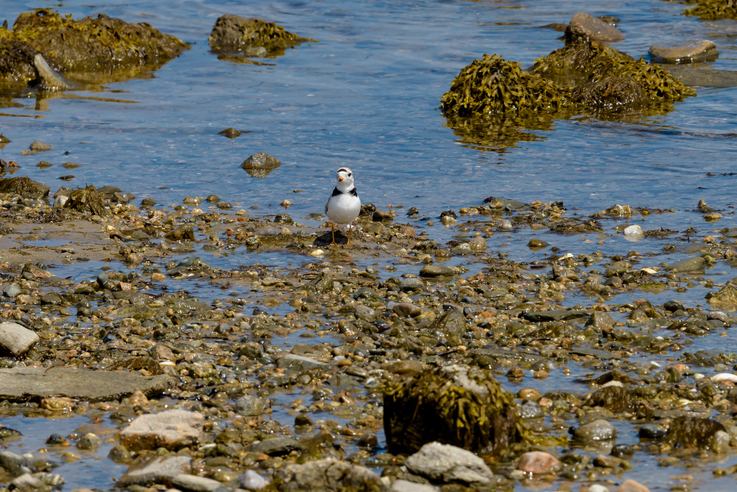 Piping Plover looking at the photographer