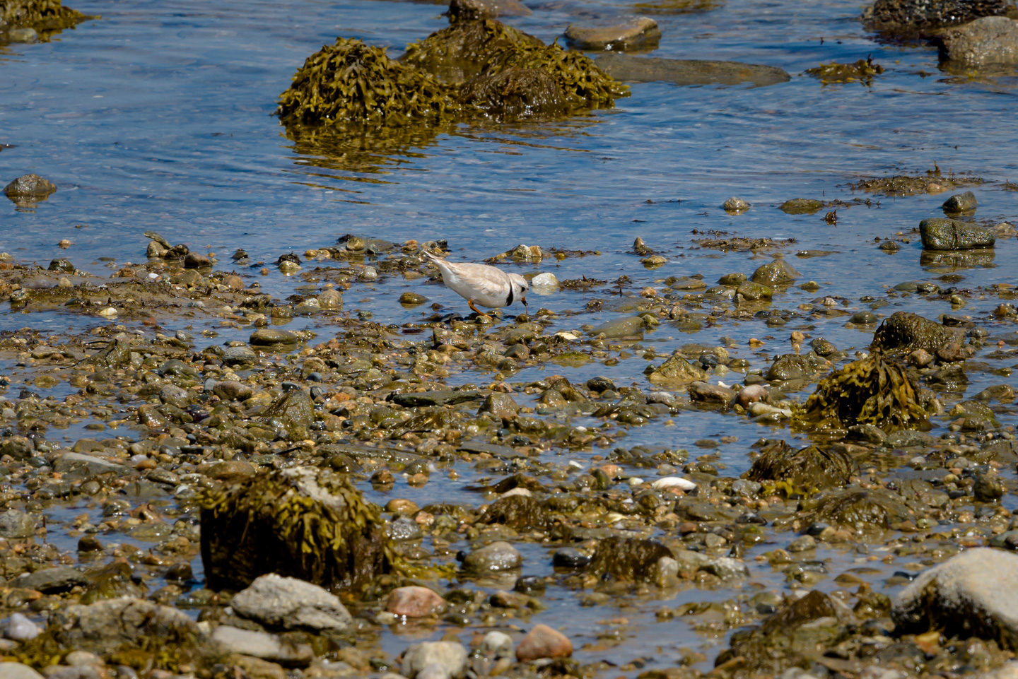 Piping Plover foraging in the water