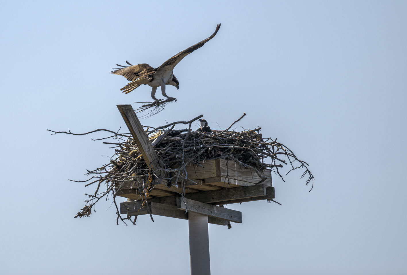 An osprey bringing twigs into a nest.