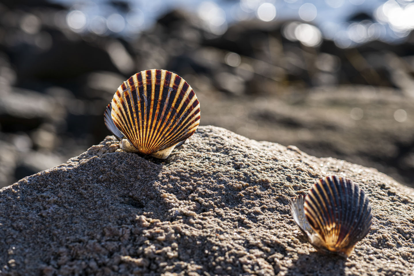 two scallop shells on a rock with the sun lighting them up
