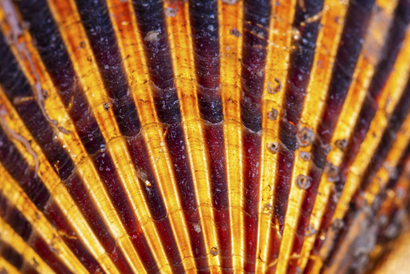 close-up of scallop shell with a glow from the sun