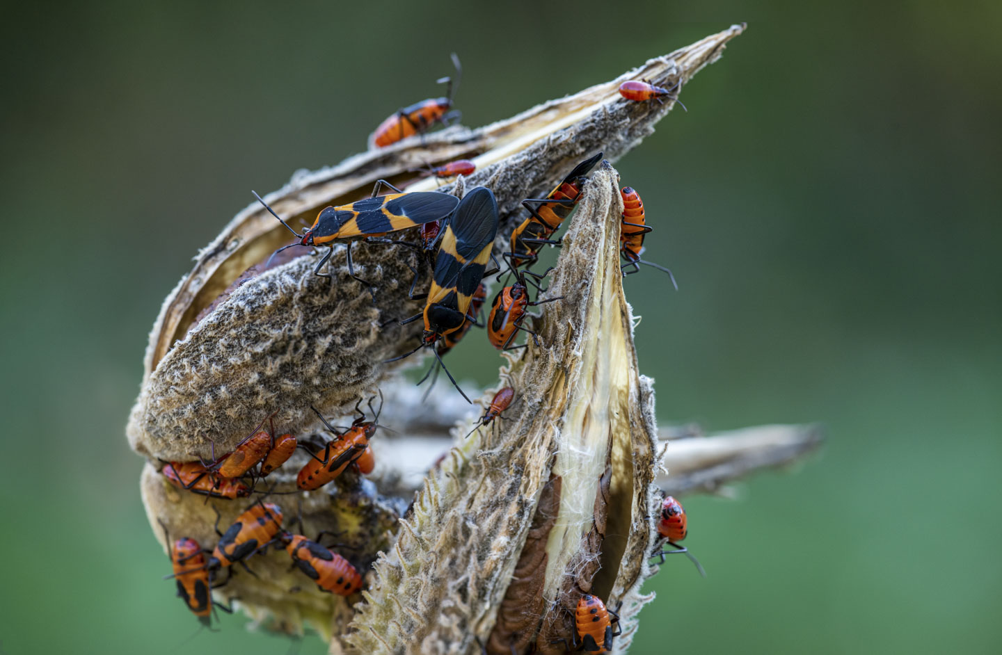 Milkweed pods with many insects on them