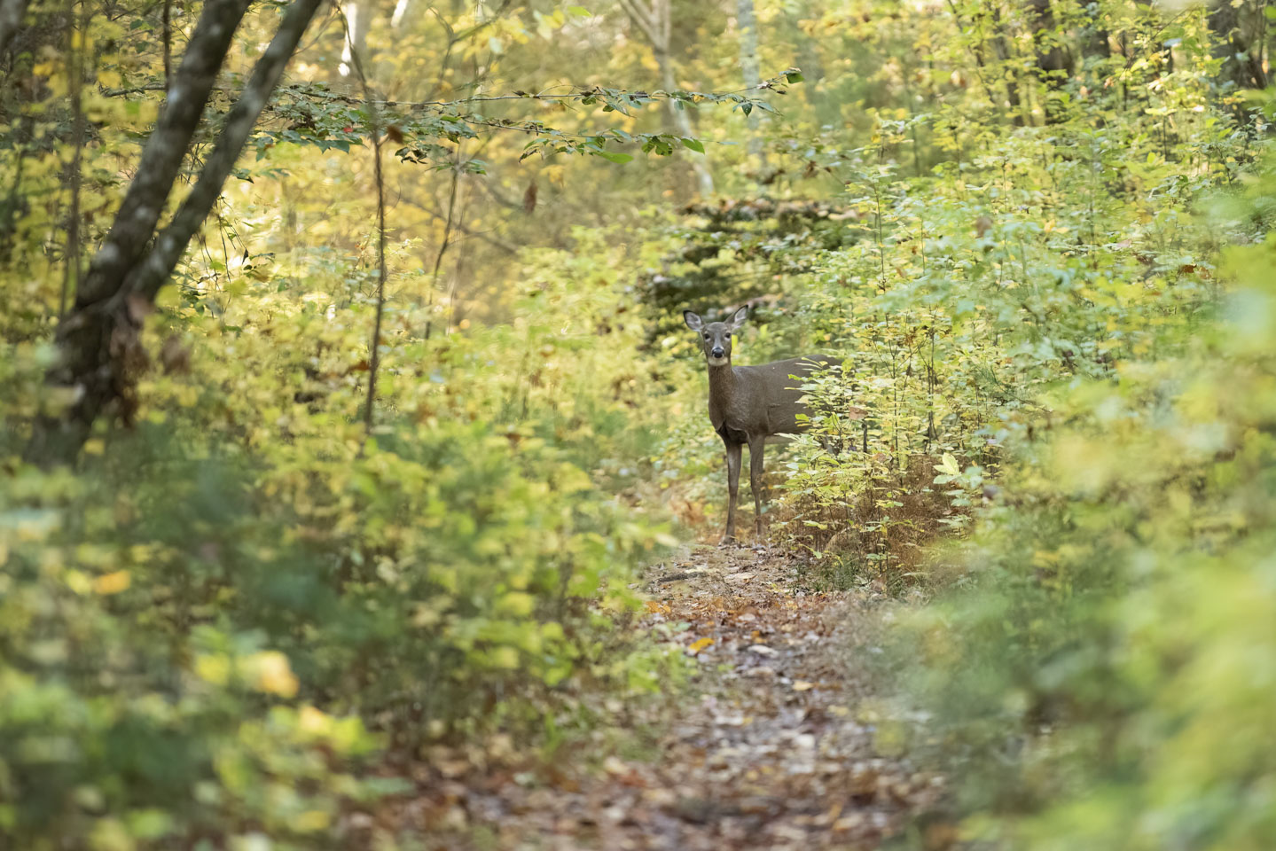 Deer on trail looking directly at the camera
