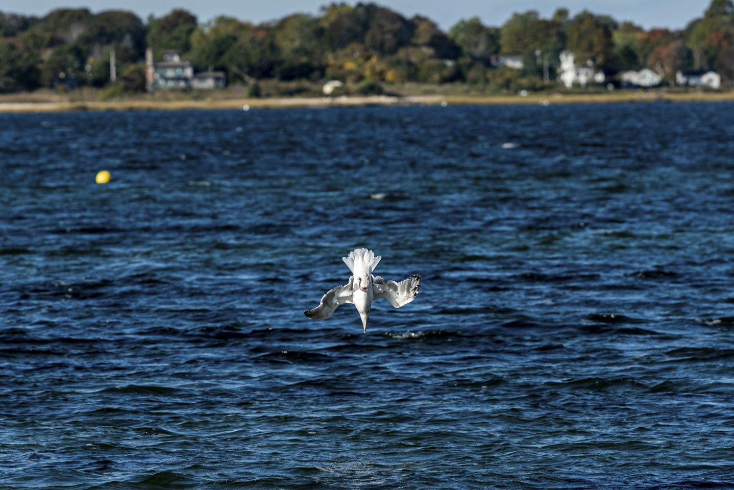 Gull diving directly down into the water