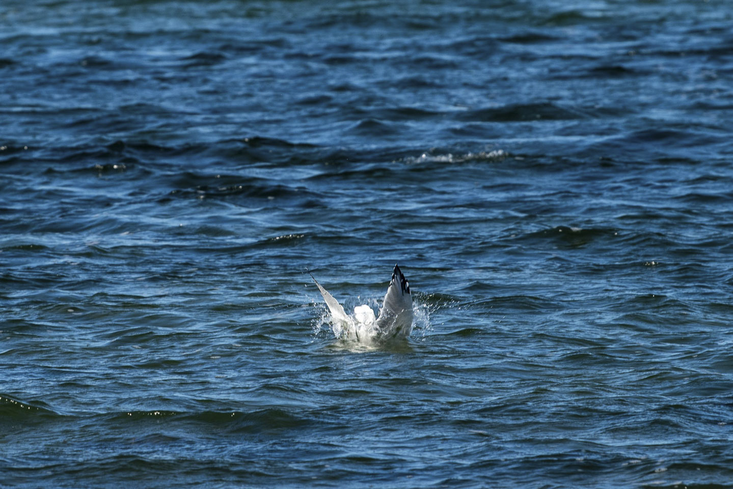 Gull partially immersed in the water