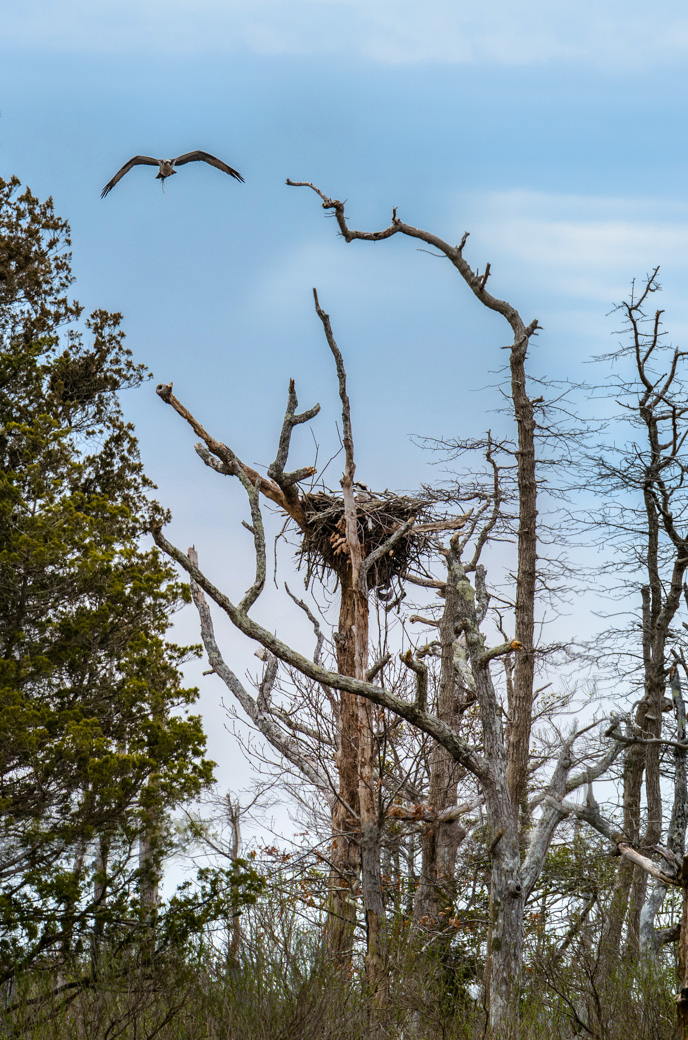 Osprey flying towards nest with stick in talons, plus another osprey in the nest.