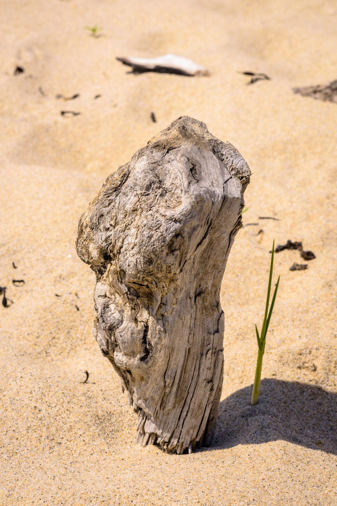 A small piece of driftwood standing upright next to a blade of grass on a beach