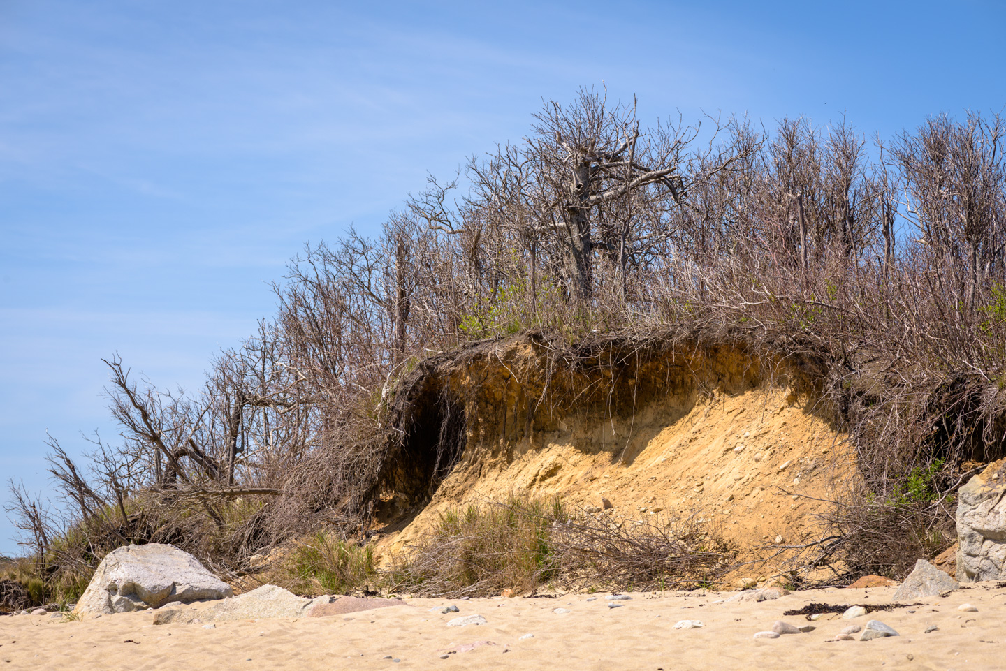 plant covered sand dune being eroded by the weather