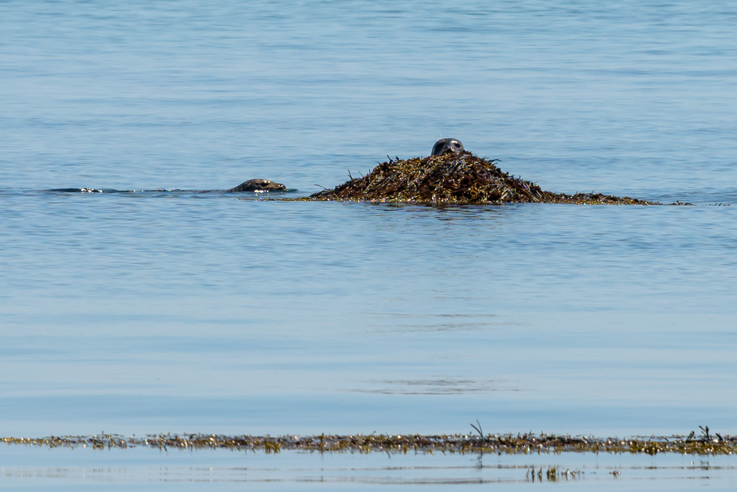 harbor seals in the water