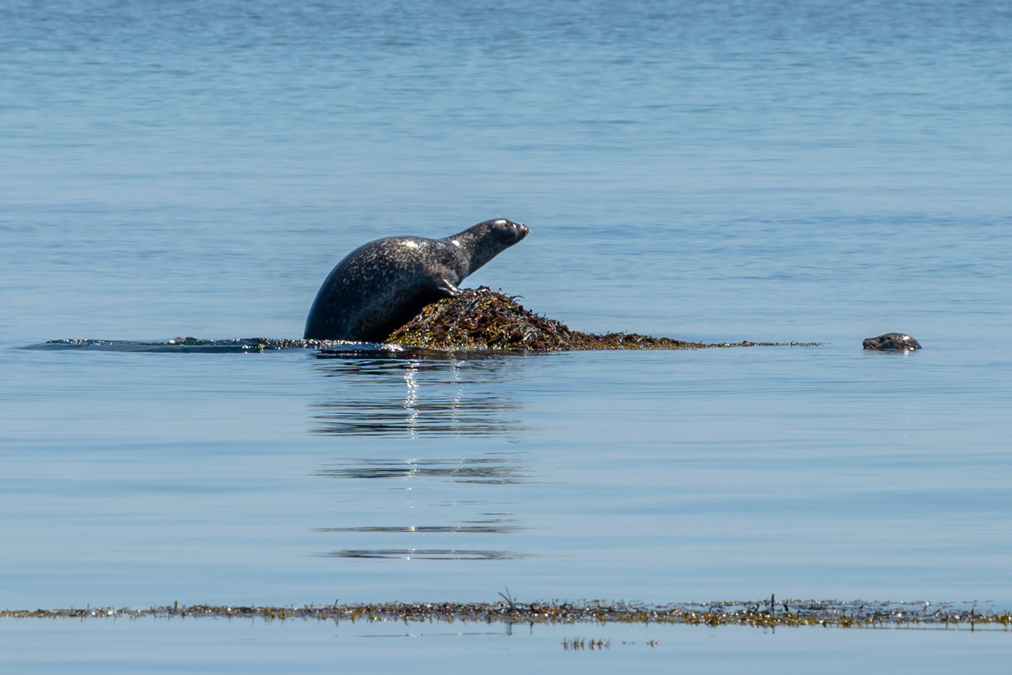 Harbor seal getting on a rock with another looking from the water