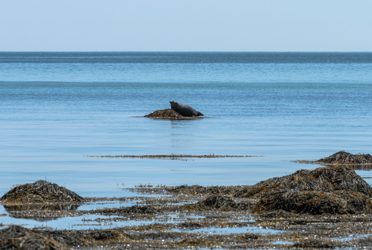 motion gif of harbor seal rolling off rock into the water.