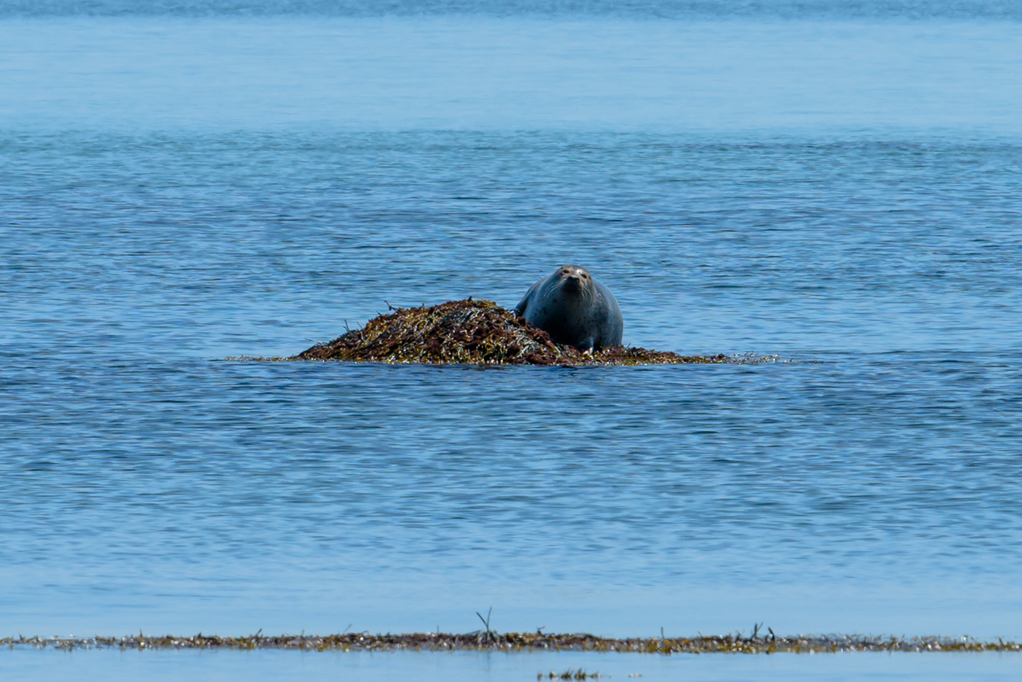 harbor seal on a rock seemingly pondering its situation