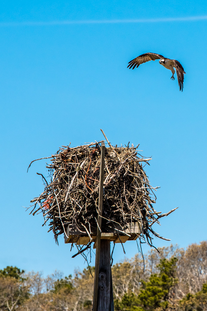 Osprey approaching its nest