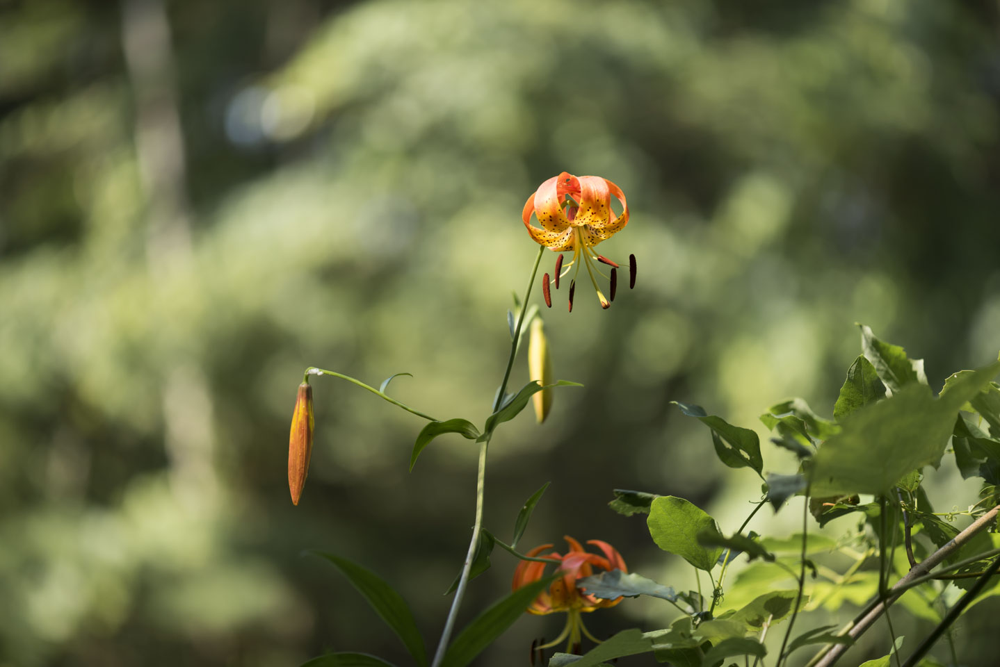 A red and orage flower with leaves that curl back to expose the stamen