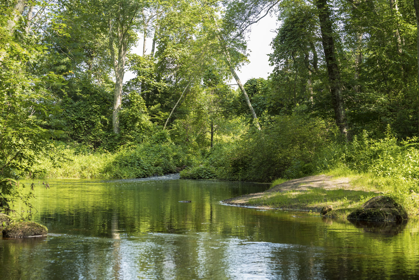 A section of shore that is a bit clearer for standing.