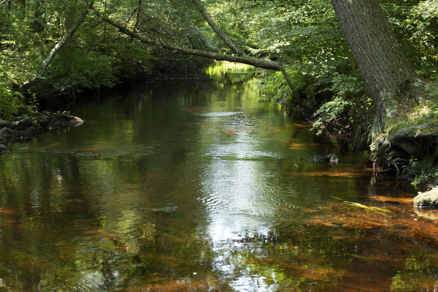 A closer view of the river, with the filtered sun lighting parts of the water
